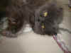 cat.jpg (69415 bytes)
